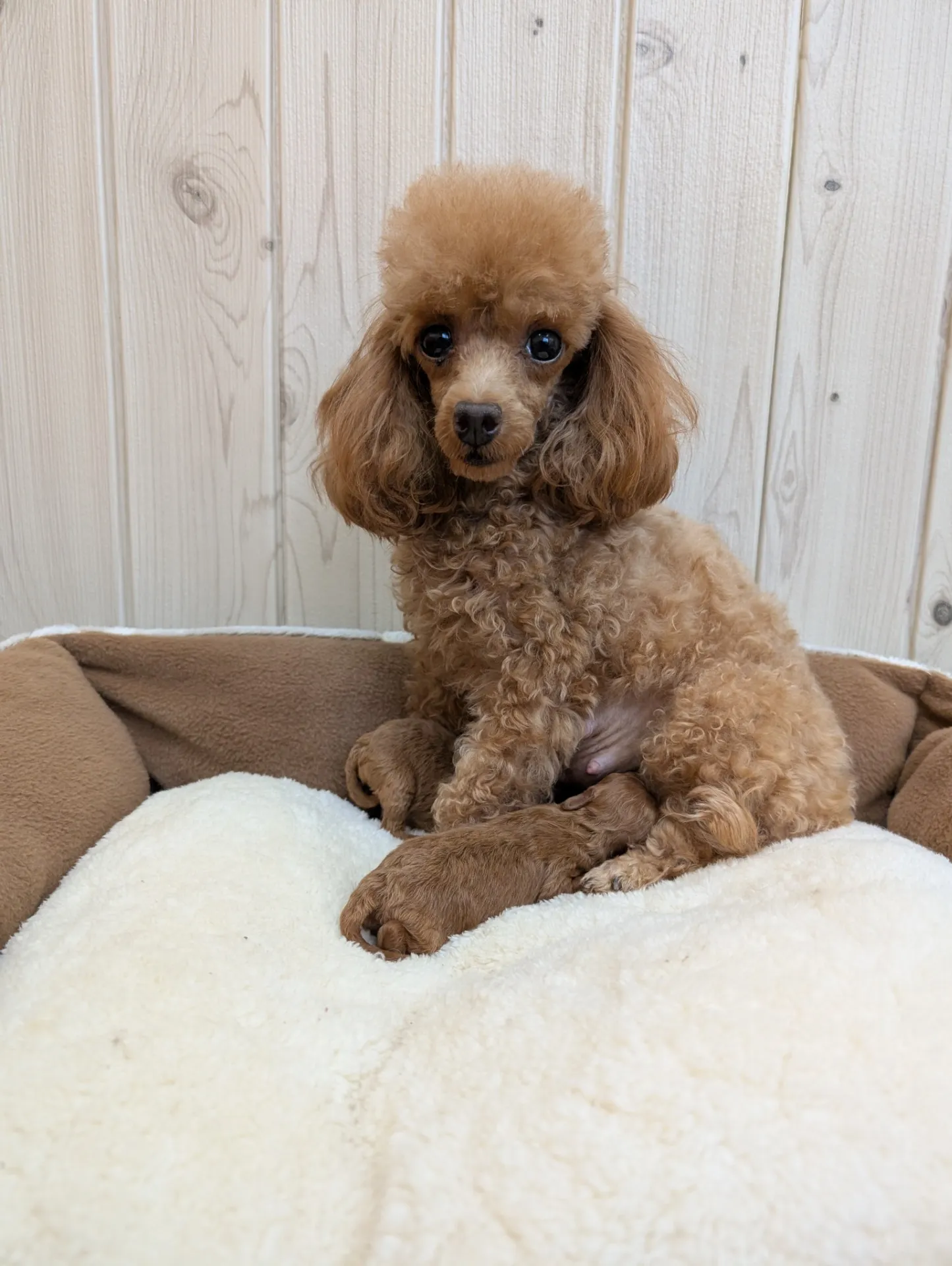 トイプードル産まれたよ