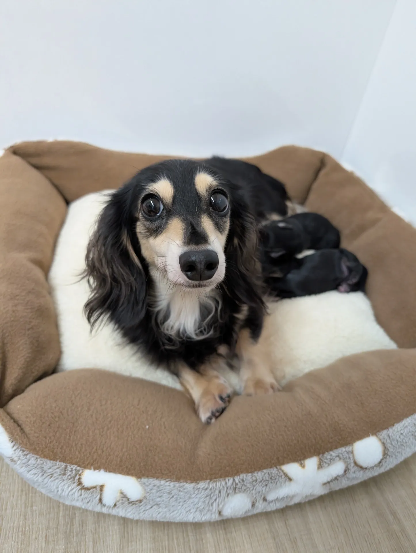 ミニチュアダックス産まれたよ