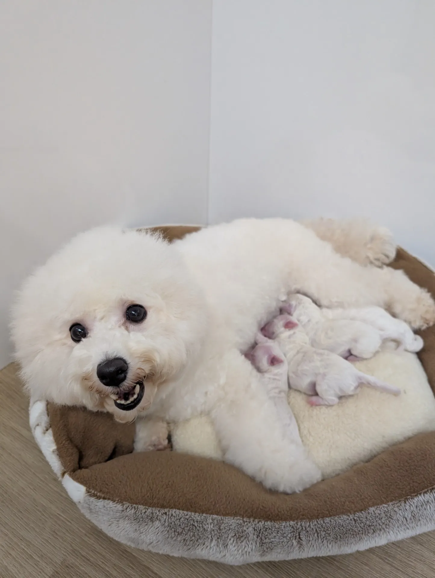 ビションフリーゼ産まれたよ