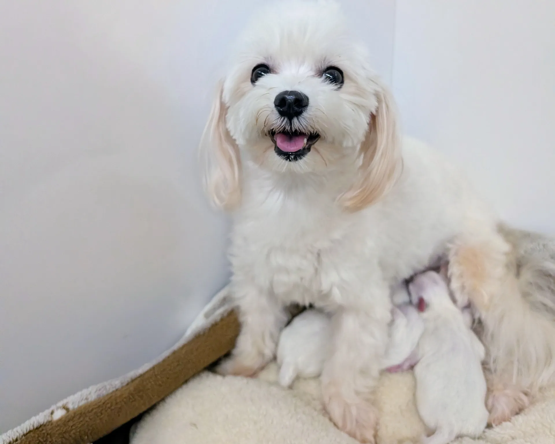 マルチーズ産まれたよ