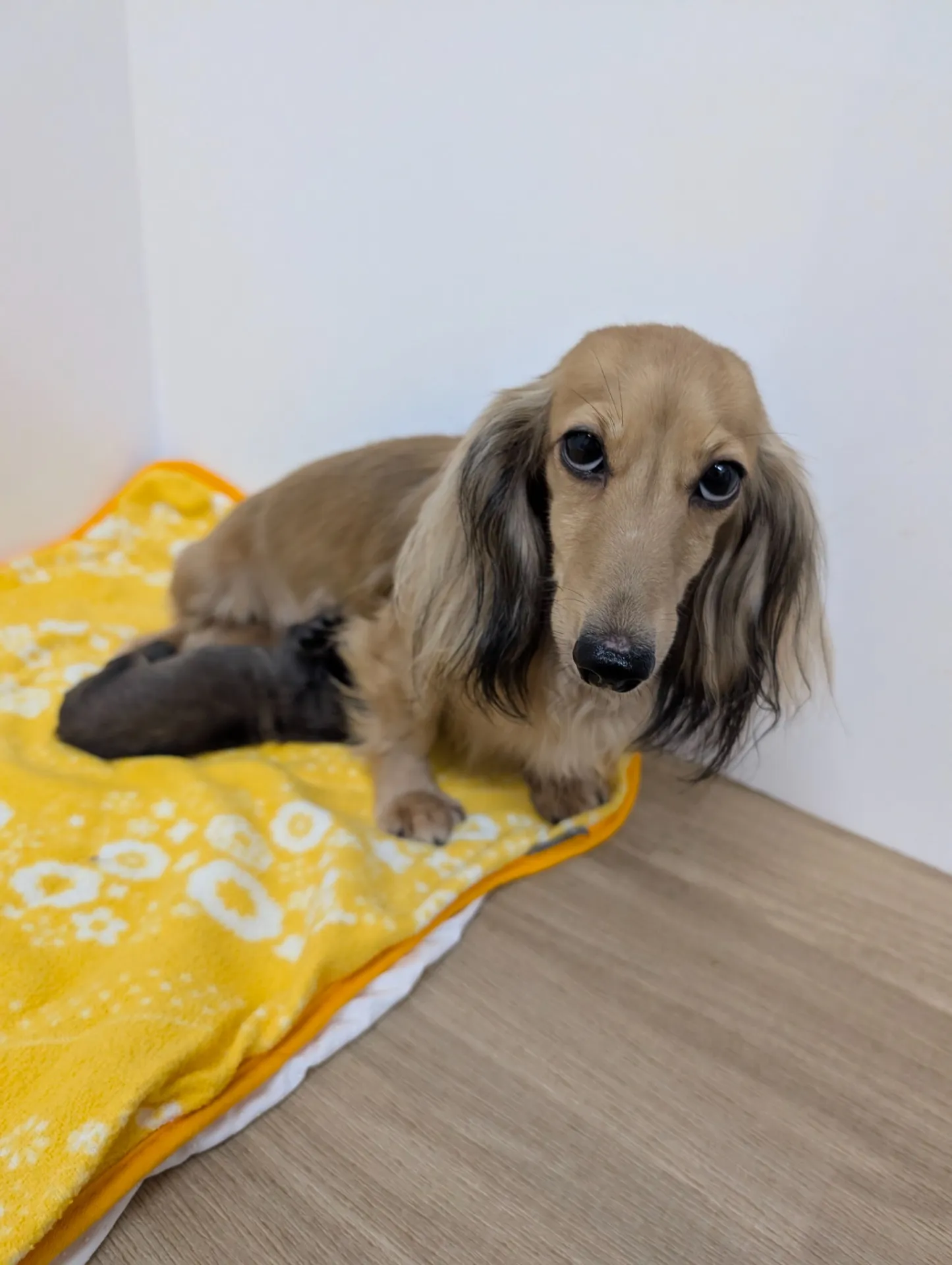 ミニチュアダックス 産まれたよ